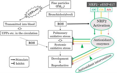 Potential of NRF2 Pathway in Preventing Developmental and Reproductive Toxicity of Fine Particles